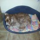 al seu cabasset descansant...
.
